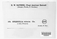 Sphaerella wisteriae image